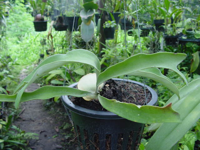 Platycerium veitchii cv. Silver Frond"